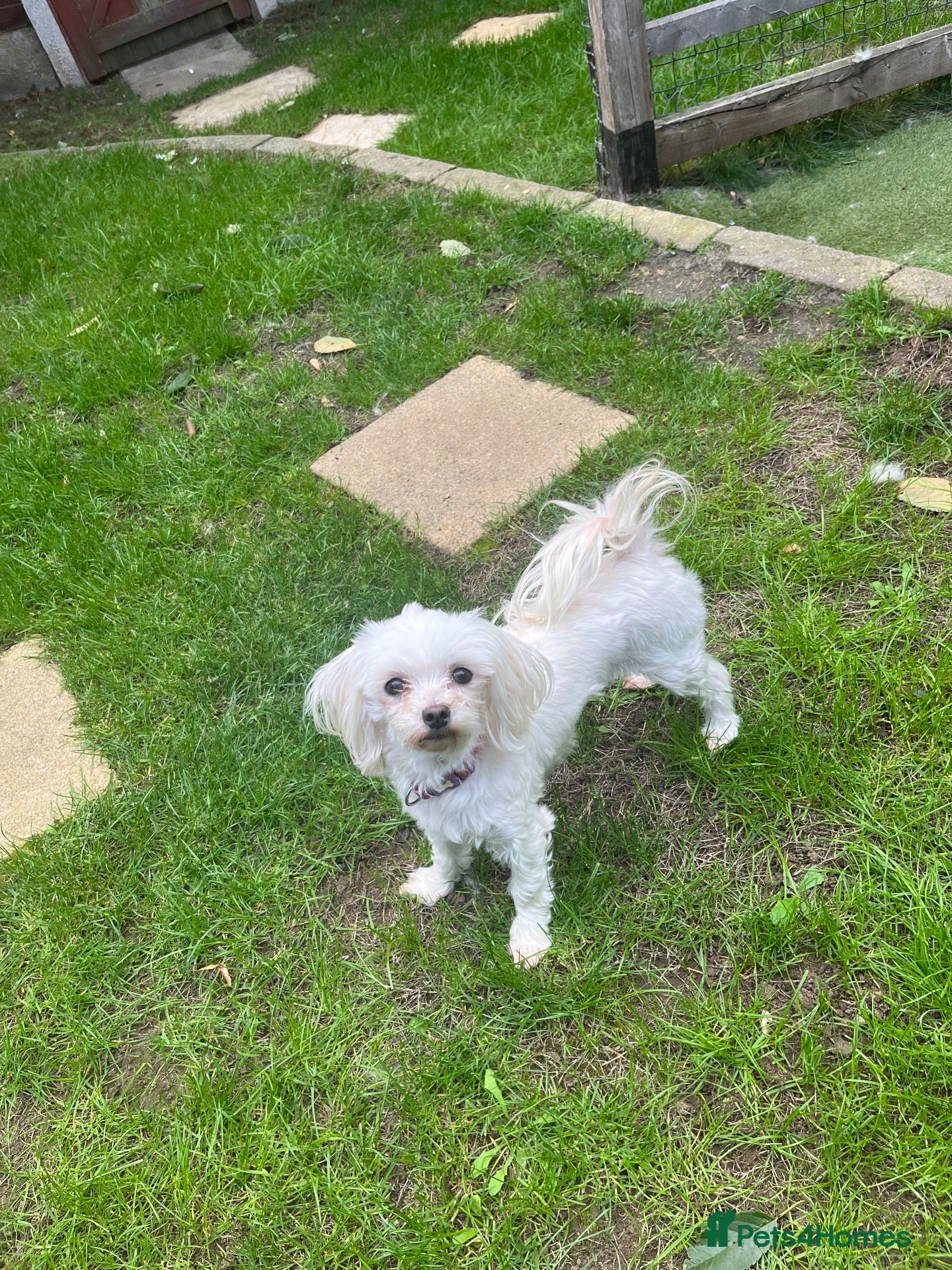 Maltese dogs 5 year old Maltese available for rehoming  - Advert 3