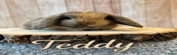 Mini Lop rabbits for sale: 🐰Gorgeous mini lops🐰 - Advert 4