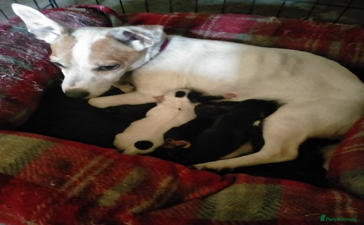 Mixed Breed dogs - Advert 2