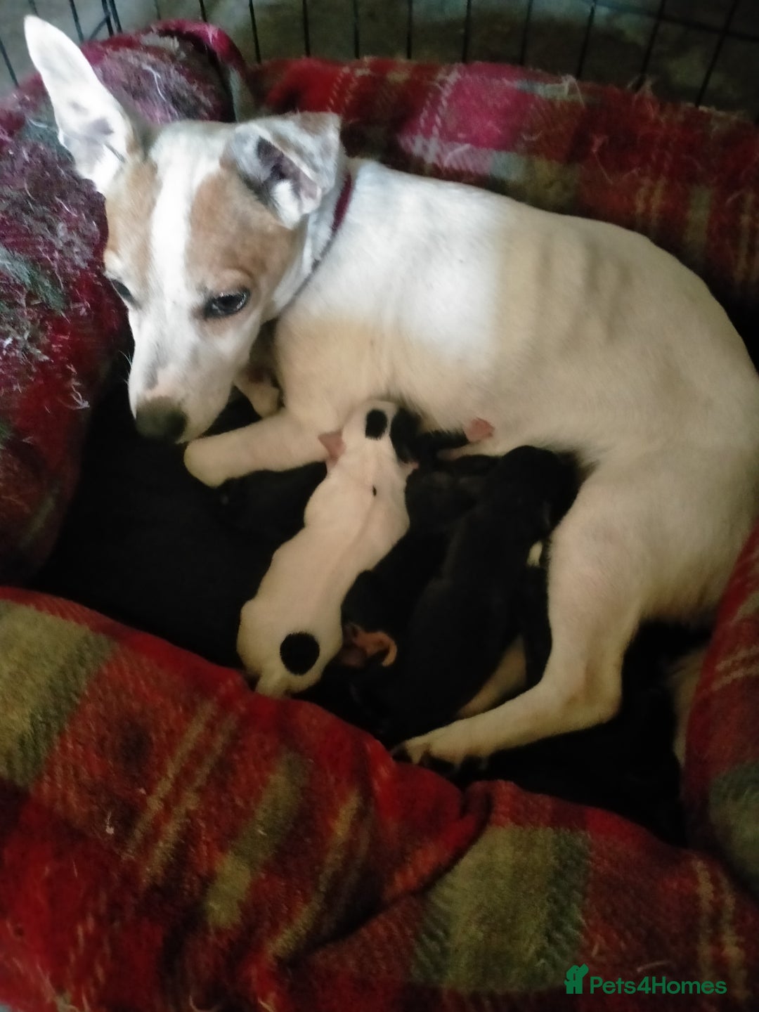 Mixed Breed dogs for sale: Cocker jack - Image 1