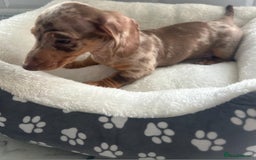 Miniature Dachshund dogs for sale: Miniature dachshund  - Image 21
