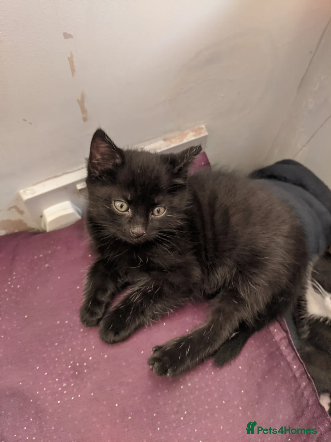 British Shorthair cats for sale: 4 tuxedo kittens for sale ready now - Advert 4