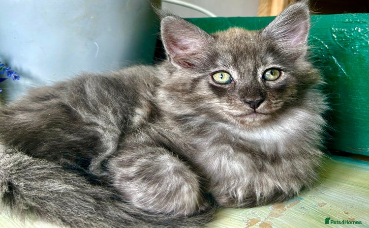 Maine Coon cats - Advert 10