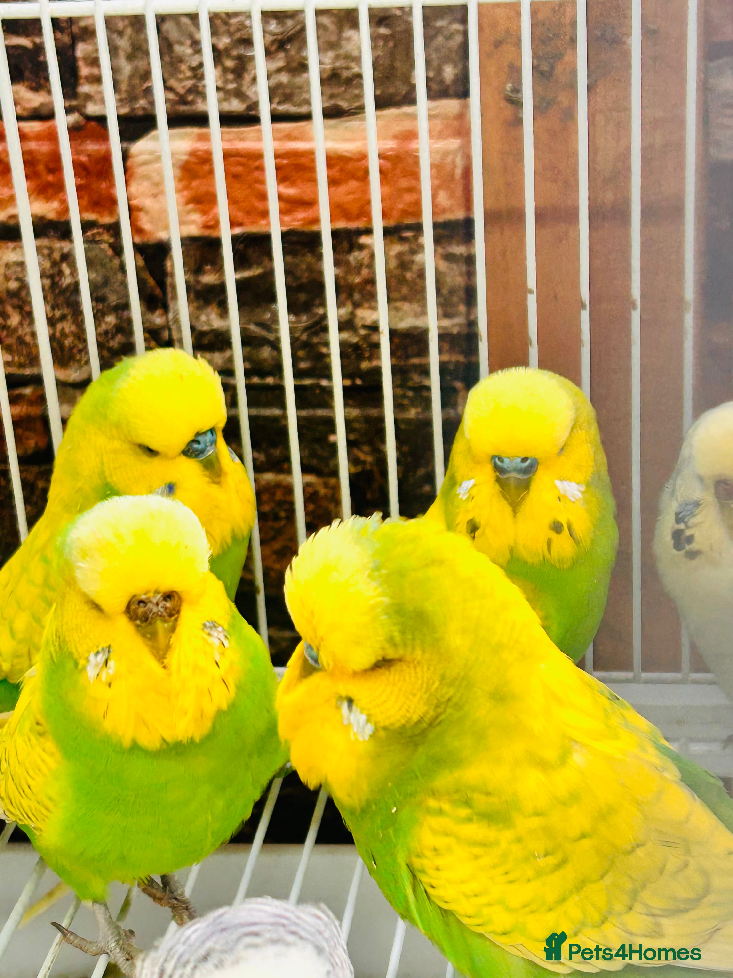 Budgerigars birds Various Budgies for sale  - Advert 2