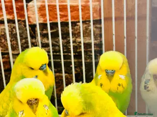 Budgerigars birds Various Budgies for sale - Advert 6