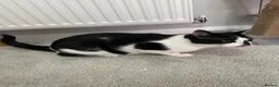 Mixed Breed cats for sale: Beautiful Calm Black & White Male Cat 1.5 year old in Havant - Advert 6