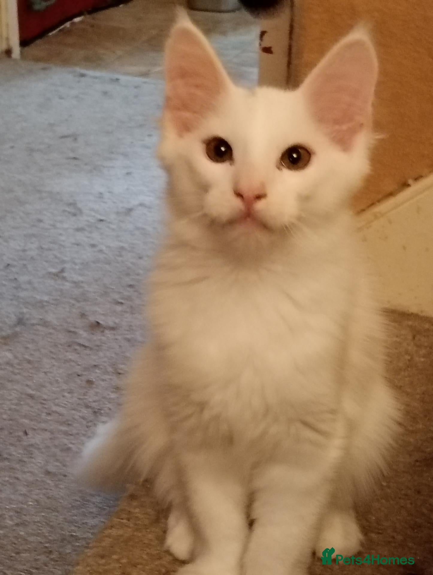 Maine Coon cats Maine Coon Kittens for Sale - Advert 18