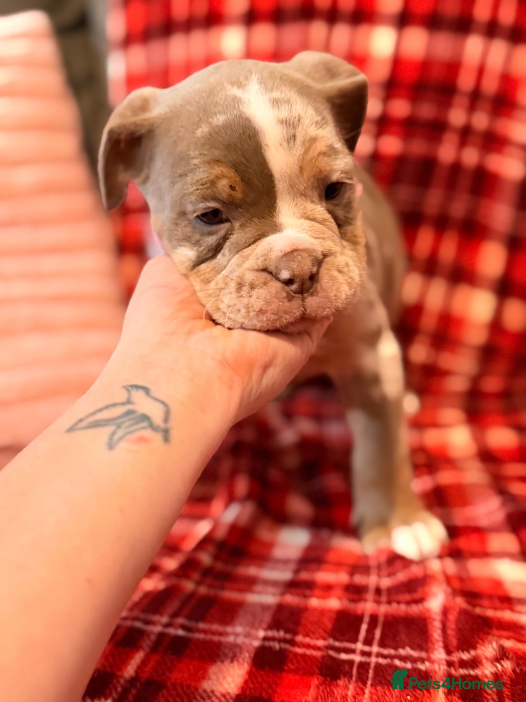 Olde English Bulldogge dogs for sale: Beautiful Olde Tyme English puppies  - Advert 4
