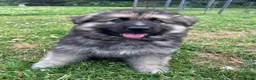 German Shepherd dogs for sale: READY NOW! Gorgeous long & med coat GSD Puppies  - Advert 10