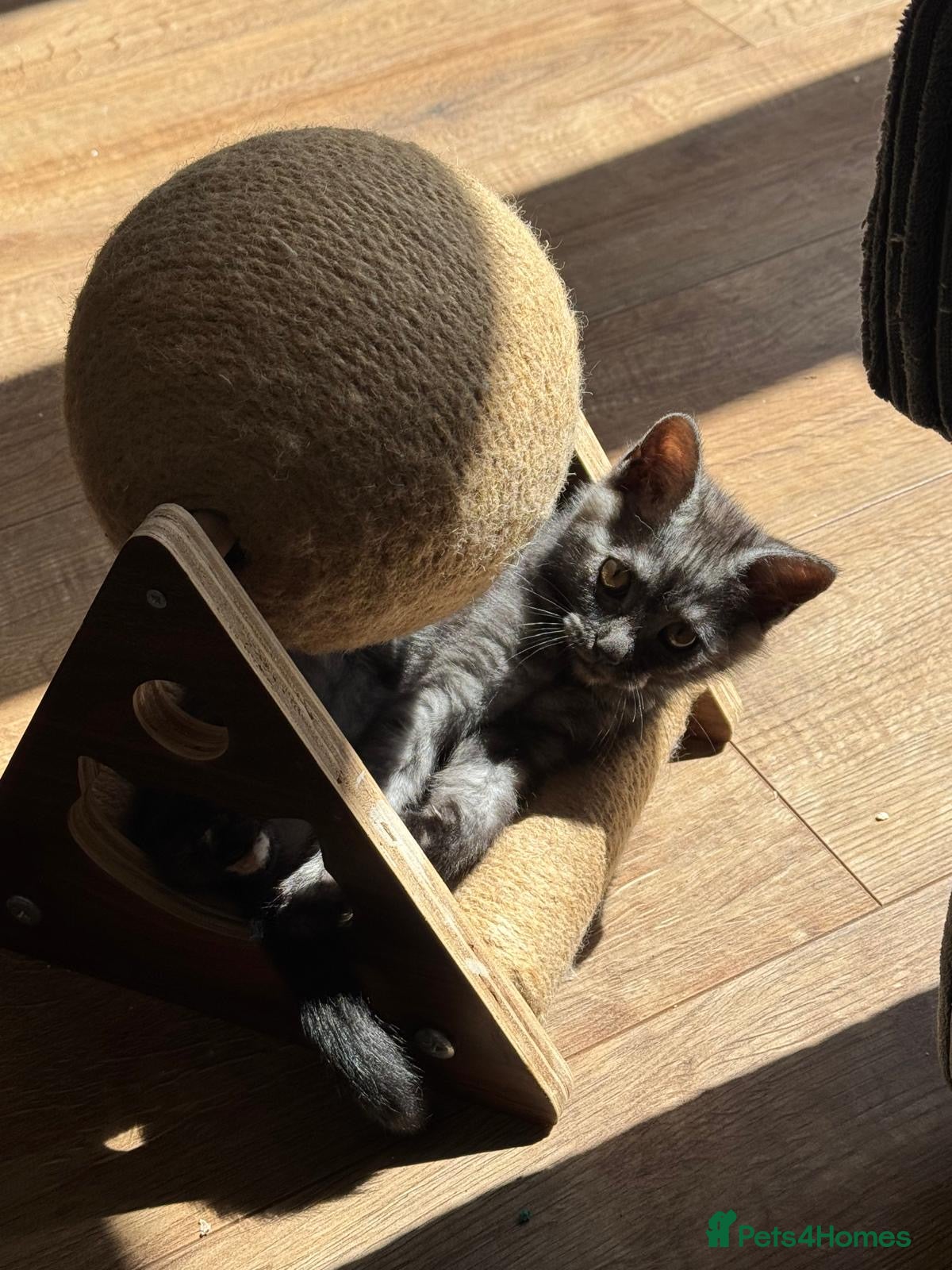 Mixed Breed cats Mainecoon cross kittens  - Advert 1