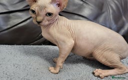 Sphynx cats for sale: Sphynx Healthy happy  boys   - Image 13