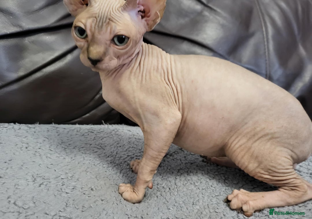 Sphynx cats for sale: Sphynx Healthy happy  boys   - Image 13