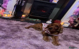 Mixed Breed dogs for sale: Beautiful Woopsie daisy cocker-jack boys  💙 - Image 8