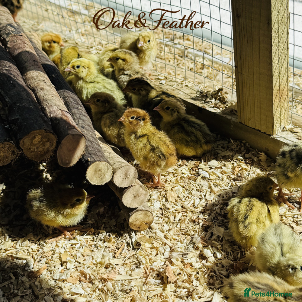 Quail poultry 12 Celadon Quail Hatching Eggs – Blue Egg Gene - Advert 2