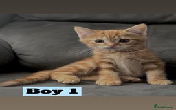 British Shorthair cats for sale: Beautiful Purebreed British Shorthair X Tabby - Image 10