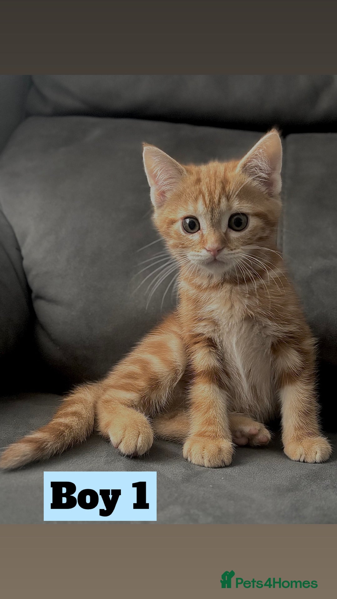 British Shorthair cats for sale: Beautiful Purebreed British Shorthair X Tabby - Image 10