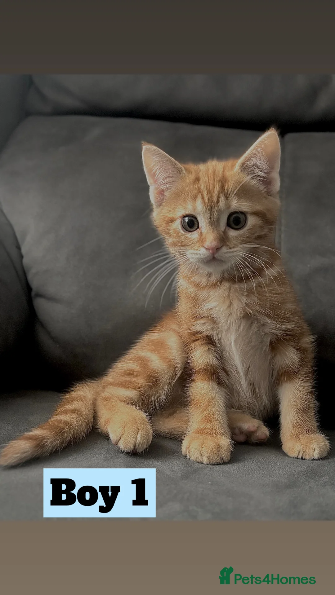 British Shorthair cats for sale: Beautiful Purebreed British Shorthair X Tabby - Advert 10