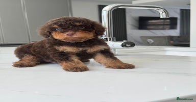 Toy Poodle dogs - Advert 10