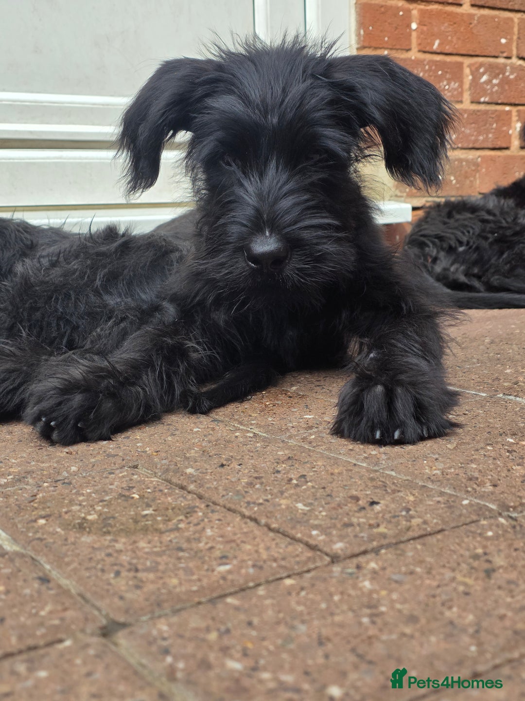 Giant Schnauzer dogs for sale: Working Line Giant Schnauzer Puppies Available  in West Bromwich - Image 4