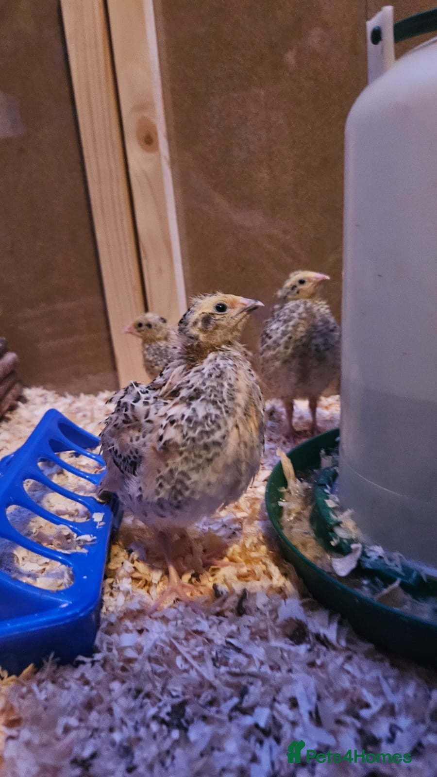 Quail poultry Beautiful coturnix quail chicks - Advert 1