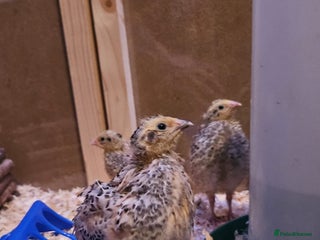 Quail poultry Beautiful coturnix quail chicks - Advert 1