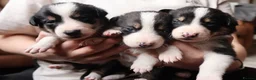 Border Collie dogs for sale: Border Collie Pups - Advert 1