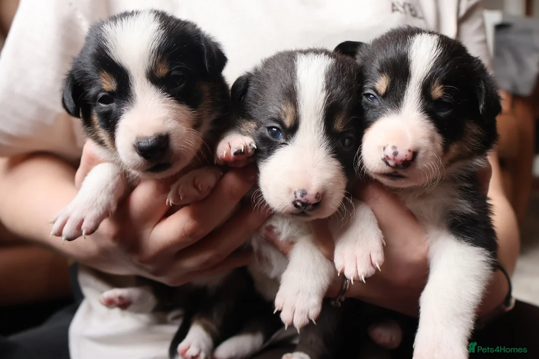 Border Collie dogs for sale: Border Collie Pups - Advert 1