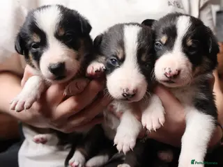Border Collie dogs Border Collie Pups - Advert 2