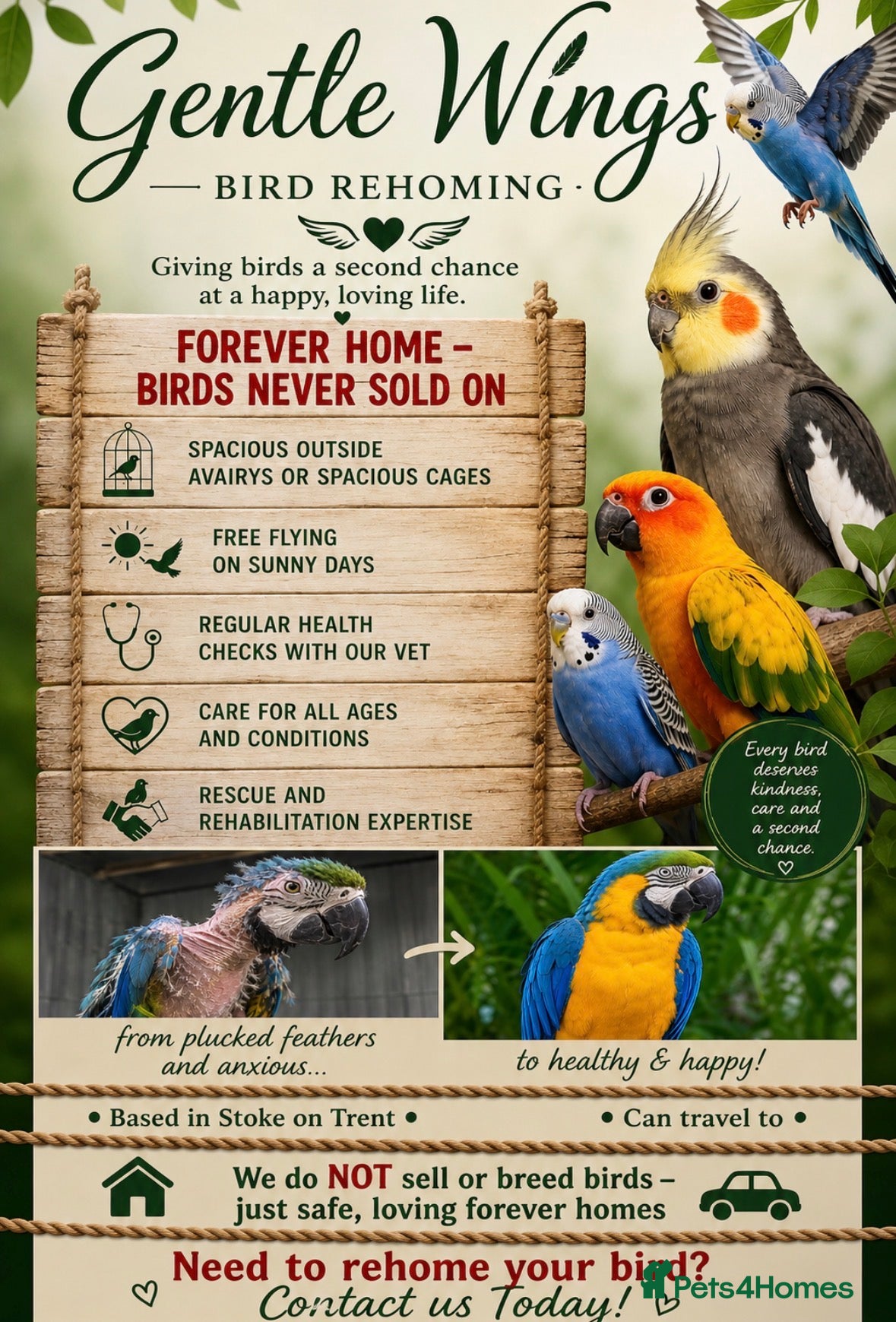 Parrots birds 🦜 Gentle Wings Rehoming🦜 - Advert 5