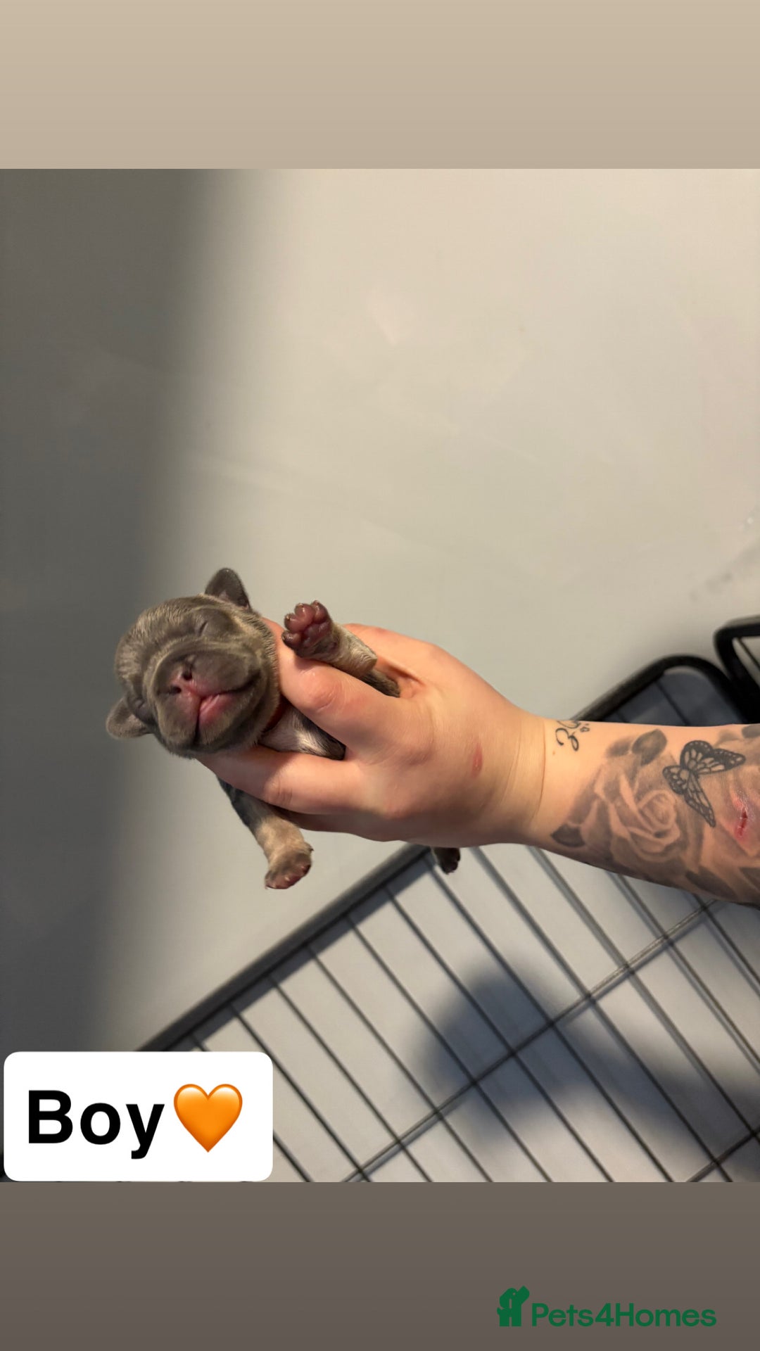 French Bulldog dogs for sale: The final 3 Kc registered French Bulldogs🐾 - Image 7