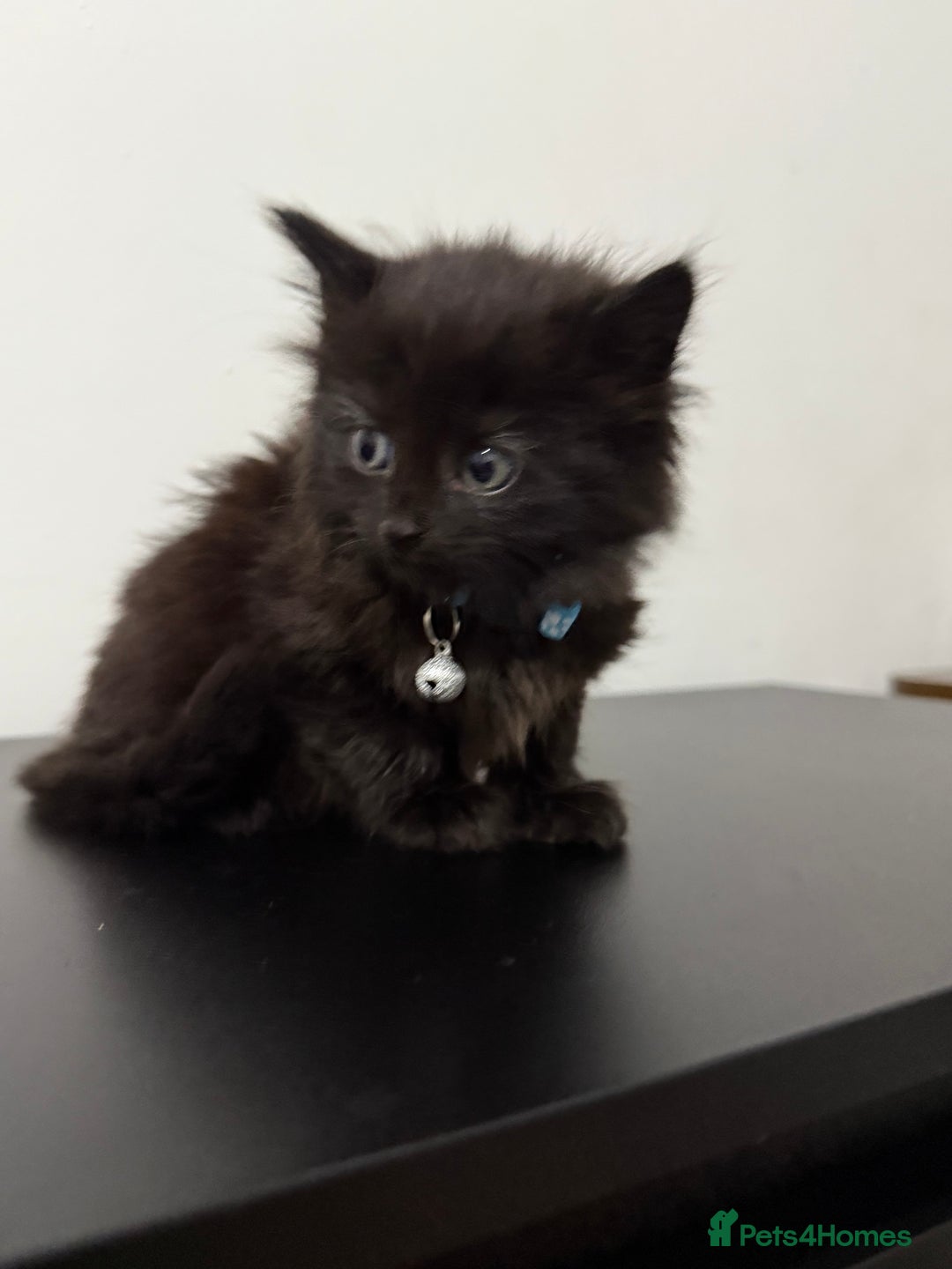 Mixed Breed cats for sale: 5 Beautiful Kittens - Ready for Homes Nov 17 - Image 6