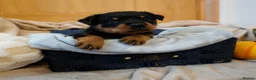 Rottweiler dogs for sale: Stunning litter of Rotweillers from family pet  in Wolverhampton - Advert 17