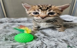 Bengal cats for sale: Lovely bengal kittens(Tica reg.)😍 - Image 6