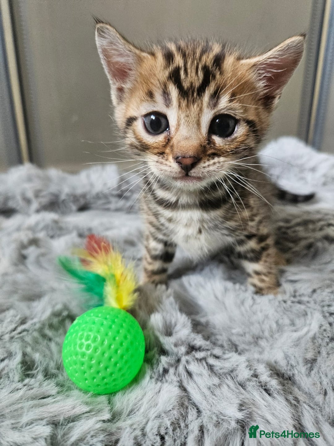 Bengal cats for sale: Lovely bengal kittens(Tica reg.)😍 - Image 6