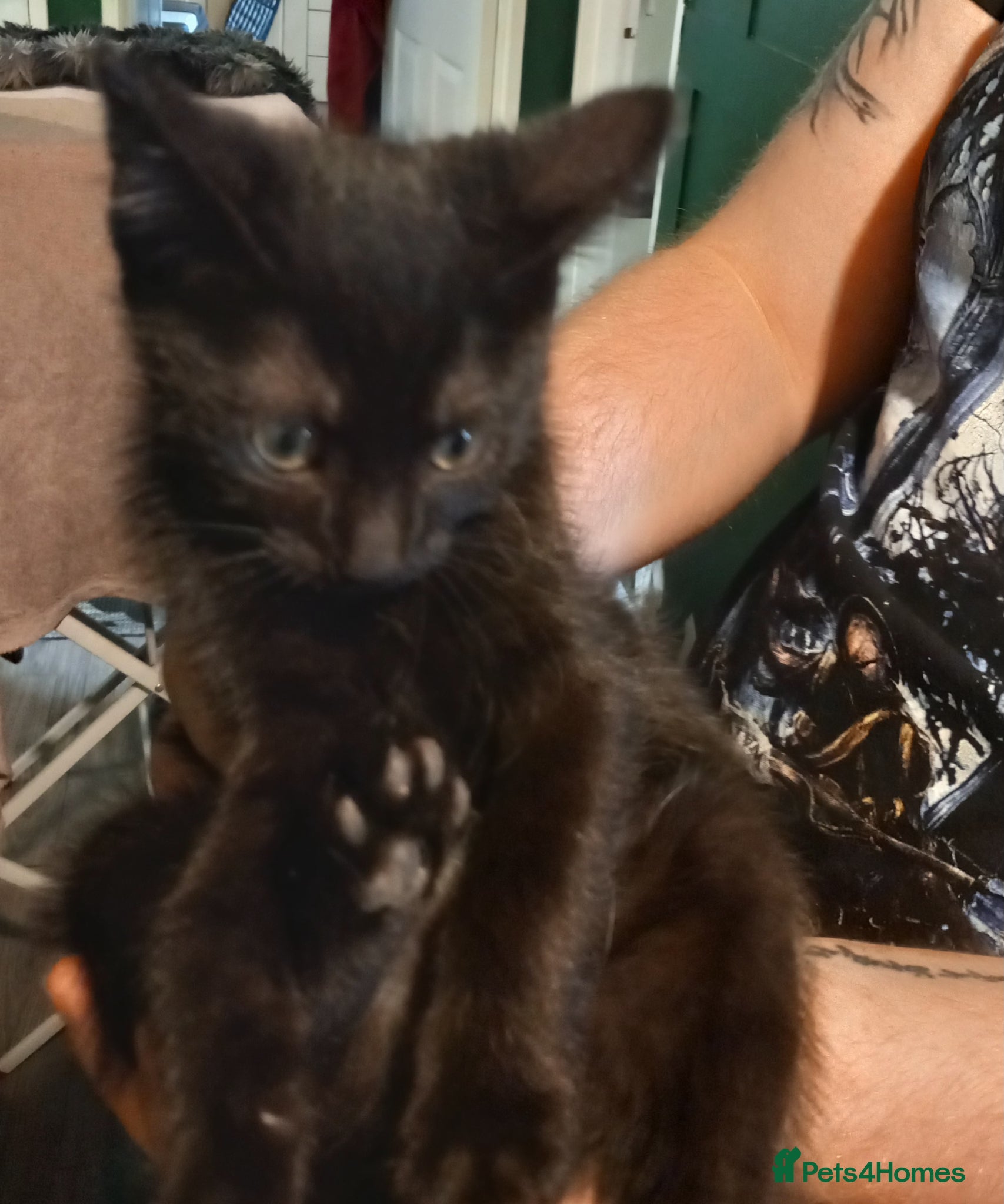 Domestic Shorthair cats Kittens - Advert 1