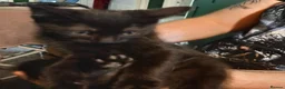 Domestic Shorthair cats for sale: Kittens in Livingston - Advert 1