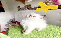 Ragdoll cats for sale: Beautiful kittens - Image 4