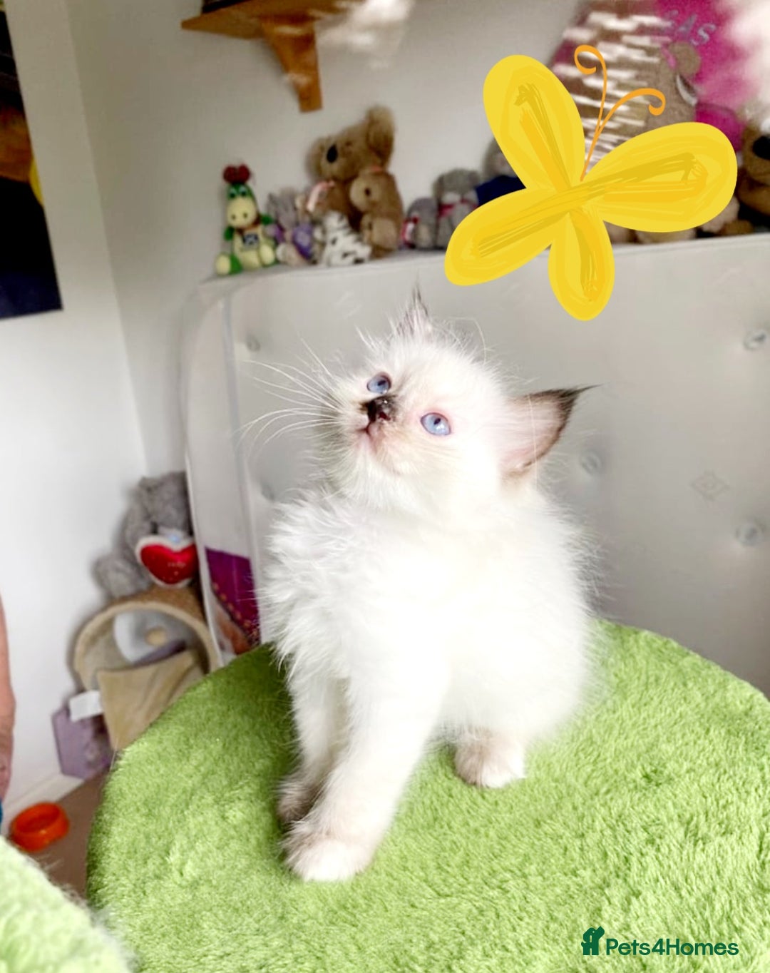 Ragdoll cats for sale: Beautiful kittens - Image 4