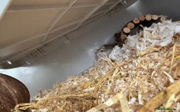 Hamster rodents for sale: 2 Female Roborovski Dwarf Hamsters  - Image 3