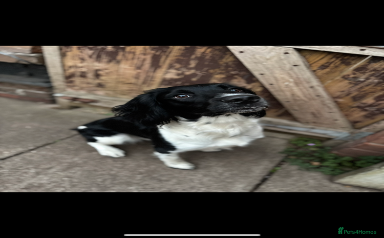 English Springer Spaniel dogs - Advert 1