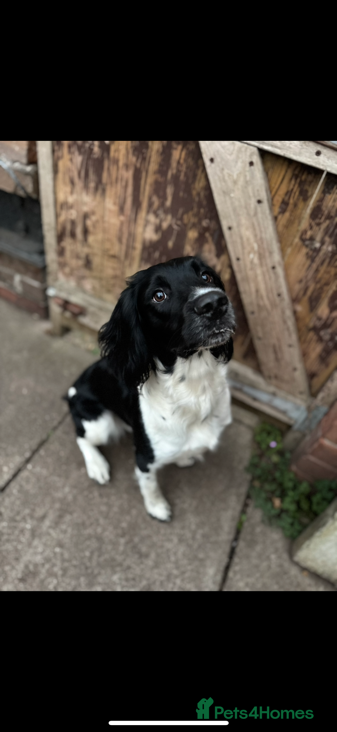English Springer Spaniel dogs for stud: Stunning KC reg English Springer Spaniel  - Image 2