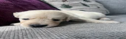 Golden Retriever dogs for sale: KC REG Extensively Health tested cream/gold pups - Advert 9