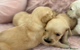 Golden Retriever dogs for sale: Beautiful GR Puppies – No Expense Spared! - Image 32