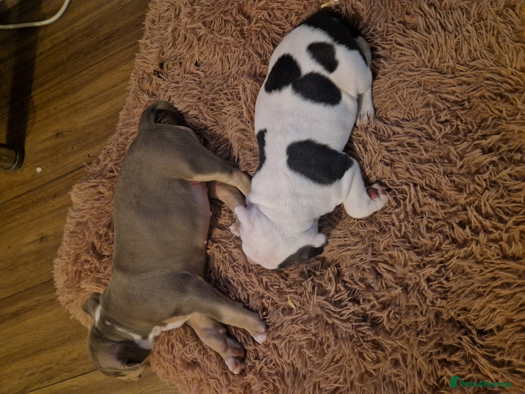 American Bulldog dogs for sale: Female Pocket Bully Pups For Sale - Advert 6