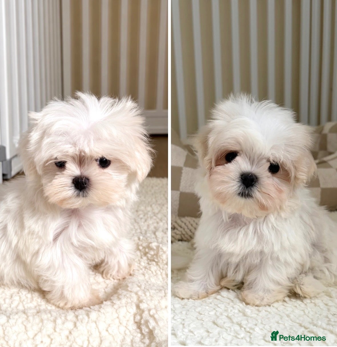 Maltese dogs 🐾 Beautiful Maltese puppies 🐾 - Advert 1