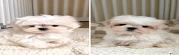 Maltese dogs for sale: 🐾 Beautiful Maltese puppies 🐾 - Advert 1