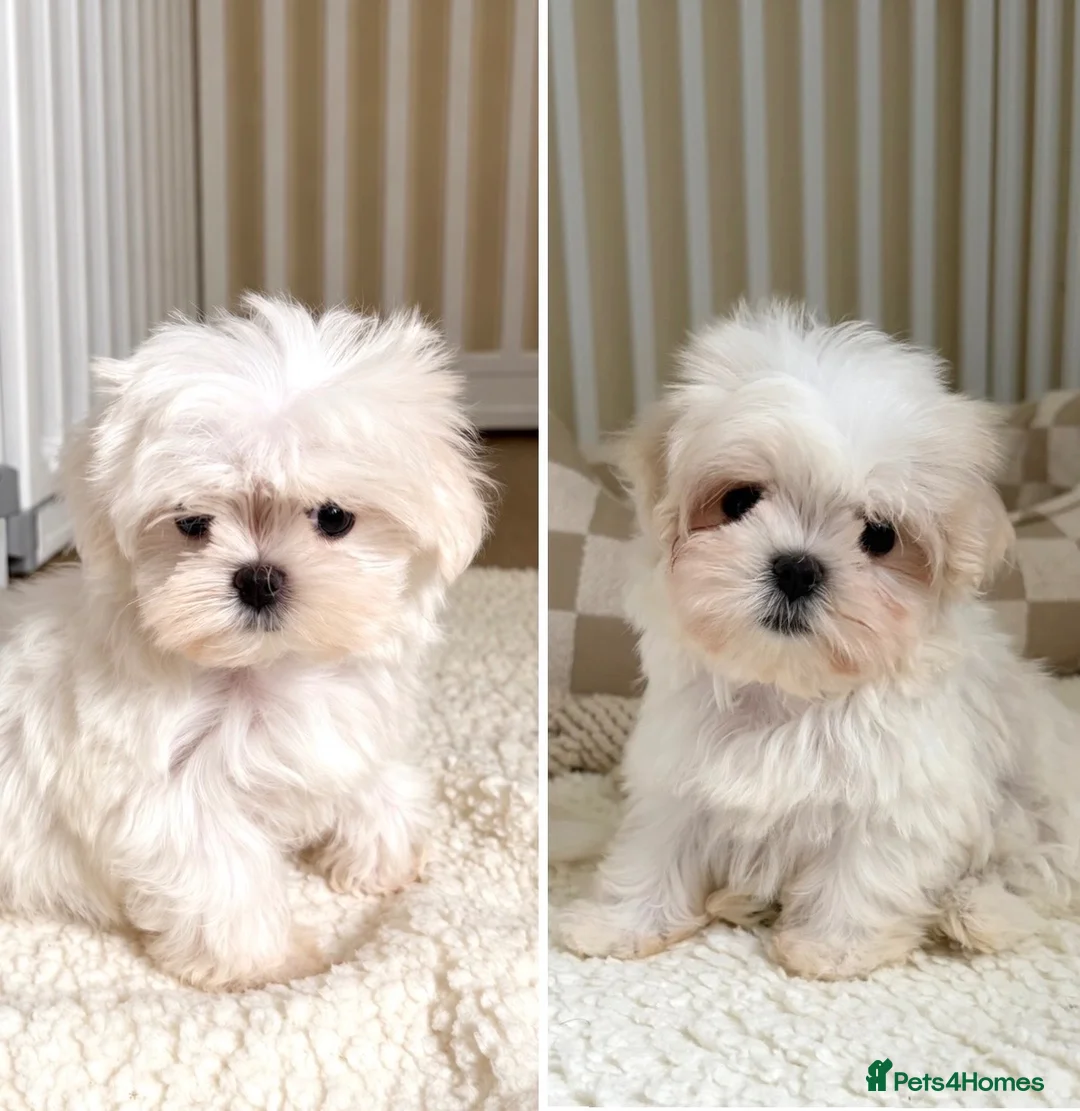 Maltese dogs for sale: 🐾 Beautiful Maltese puppies 🐾 - Advert 1