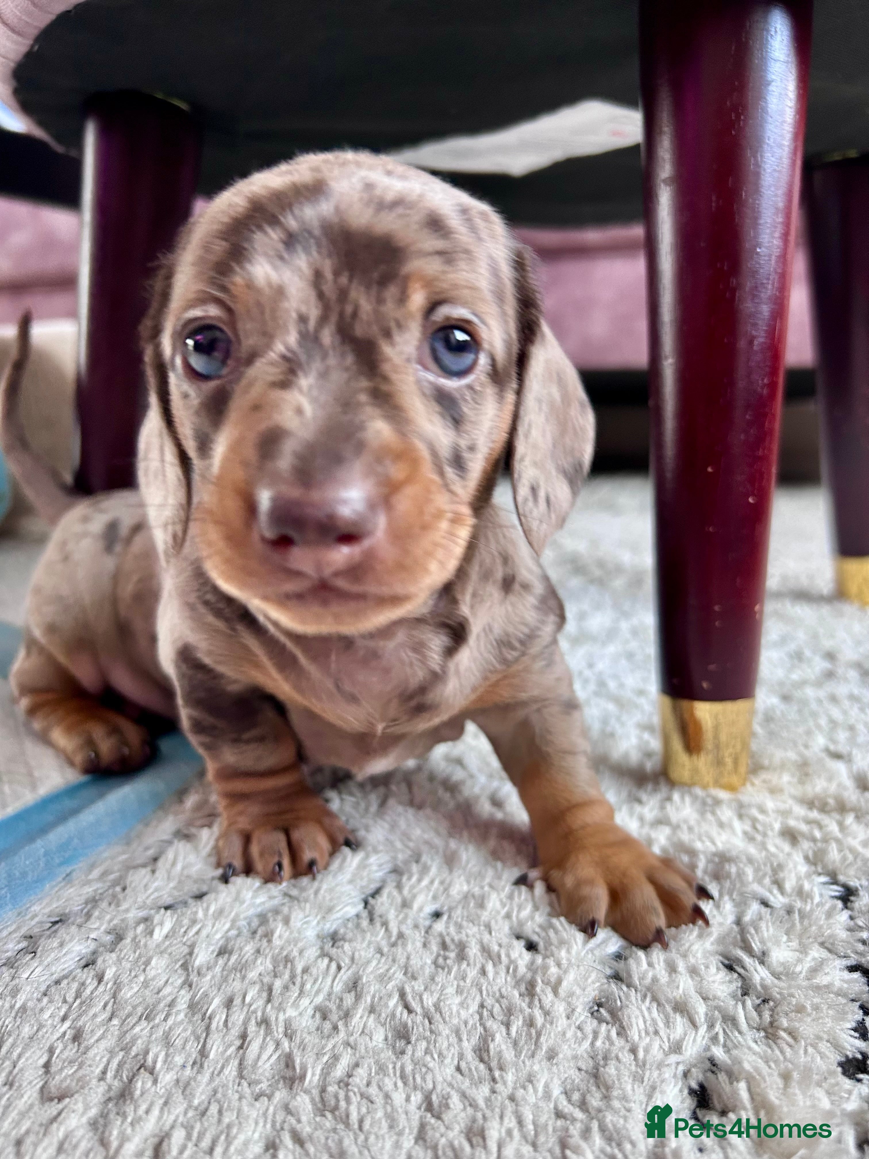 Miniature Dachshund dogs 2 Cute Mini Dachshund Puppies - Advert 6