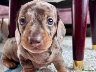 Miniature Dachshund dogs 2 Cute Mini Dachshund Puppies - Advert 6