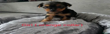 Yorkshire Terrier 4